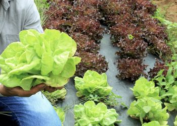 Projeto investe em capacitação profissional para que mulheres do meio rural tenham mais oportunidades de trabalho | Foto: Divulgação
