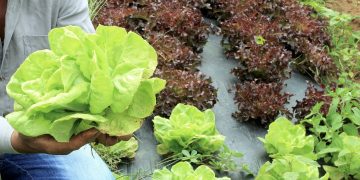 Projeto investe em capacitação profissional para que mulheres do meio rural tenham mais oportunidades de trabalho | Foto: Divulgação