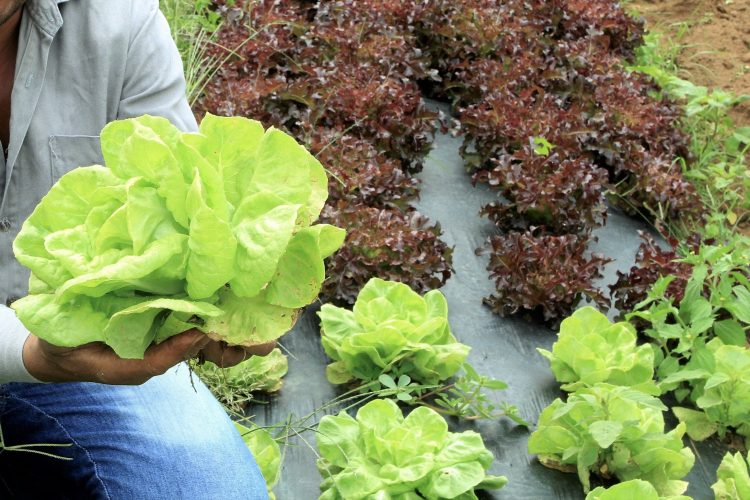 Projeto investe em capacitação profissional para que mulheres do meio rural tenham mais oportunidades de trabalho | Foto: Divulgação